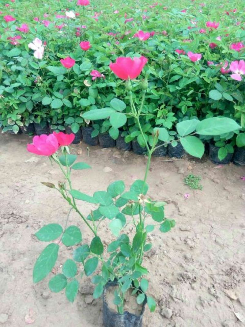 丰花月季20~30cm
