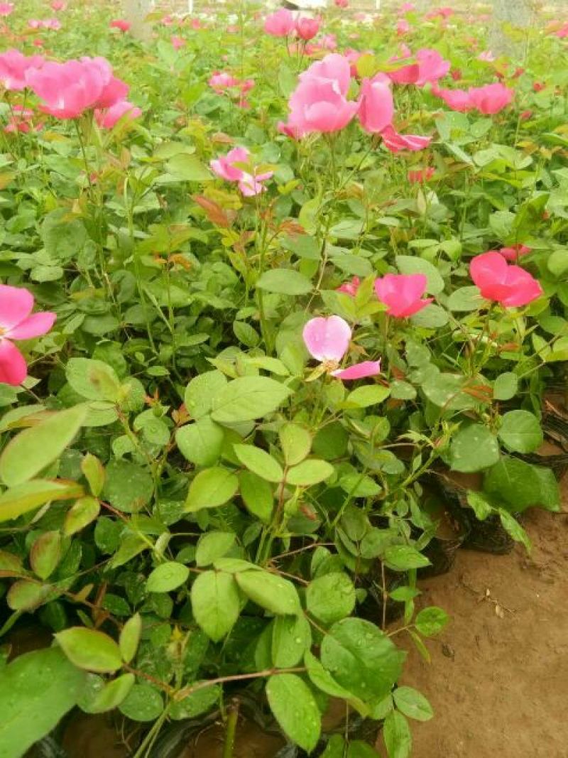 丰花月季20~30cm