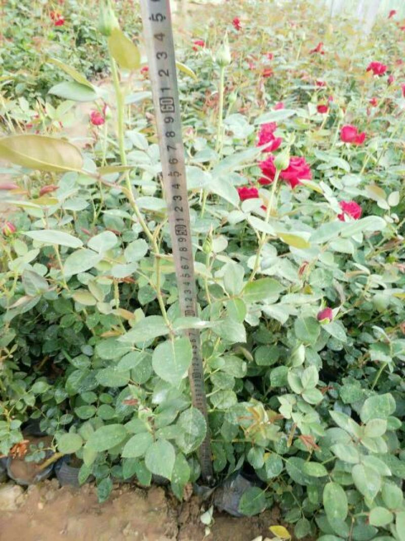 月季20~30cm