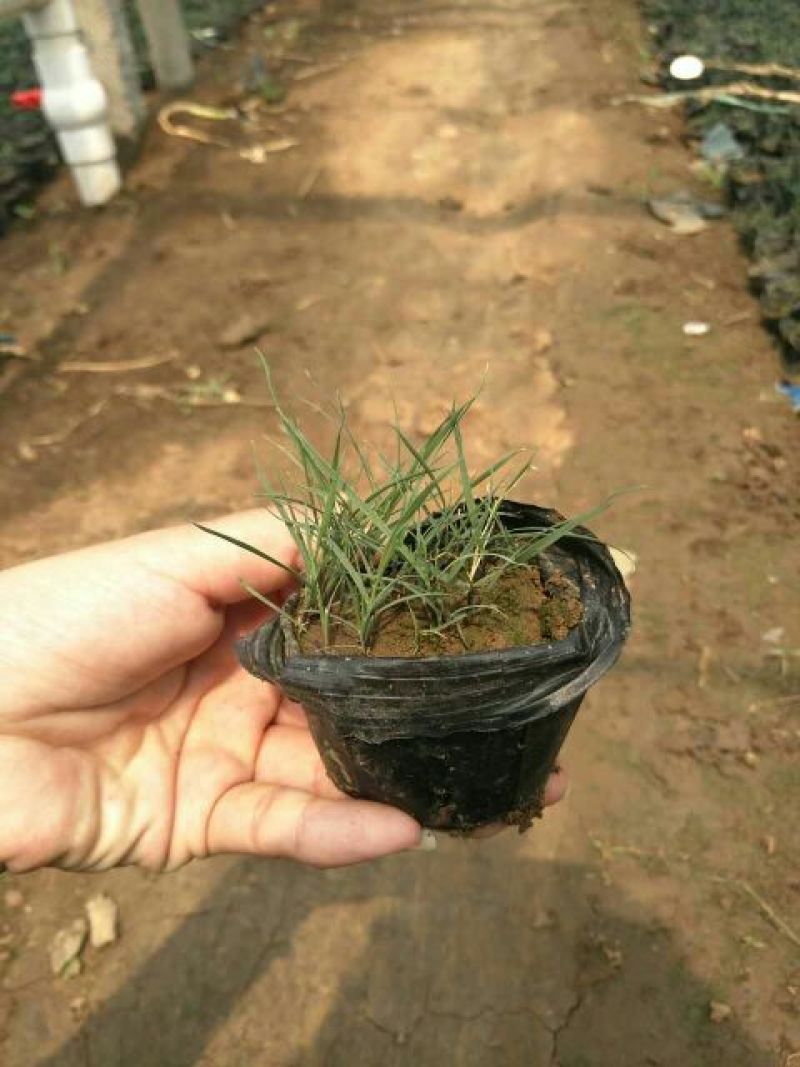山东省青州市粉黛乱子草基地