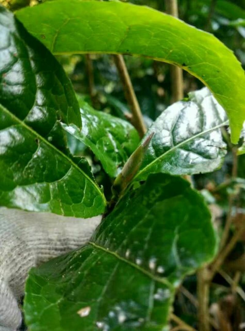普洱茶三级