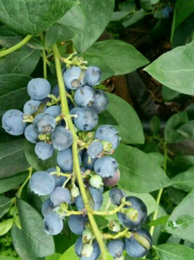 野生蓝莓鲜果6~8mm以上