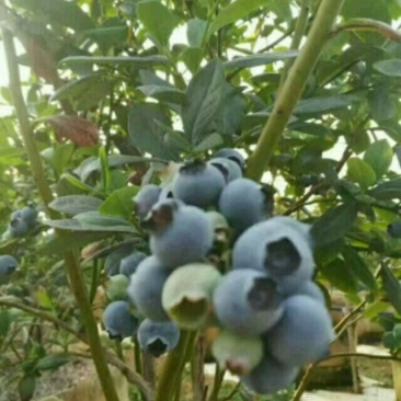野生蓝莓鲜果6~8mm以上