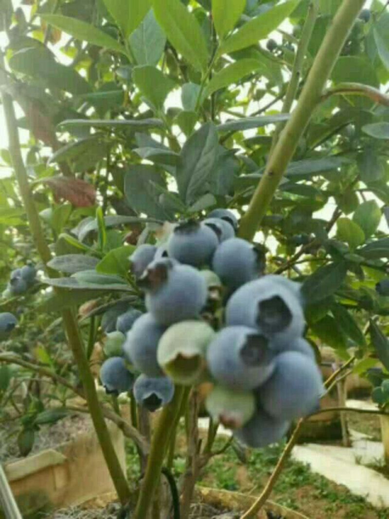 野生蓝莓鲜果6~8mm以上