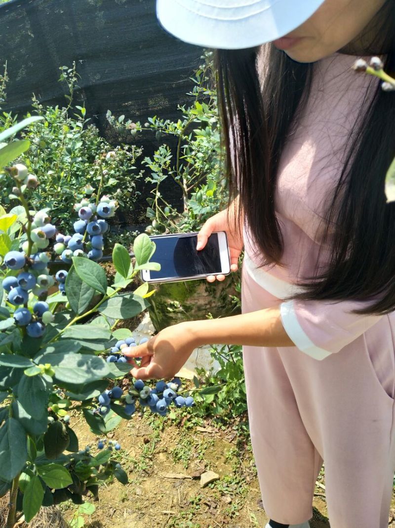 野生蓝莓鲜果6~8mm以上