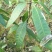 金煌芒树苗1m以下
