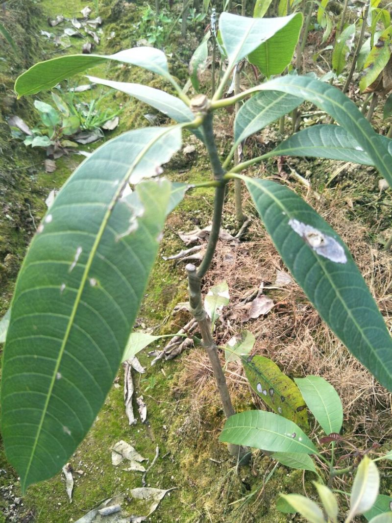 金煌芒树苗1m以下
