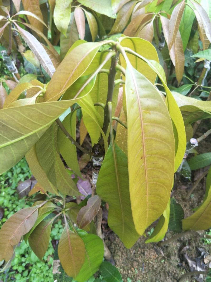 金煌芒树苗1m以下