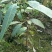 金煌芒树苗1m以下