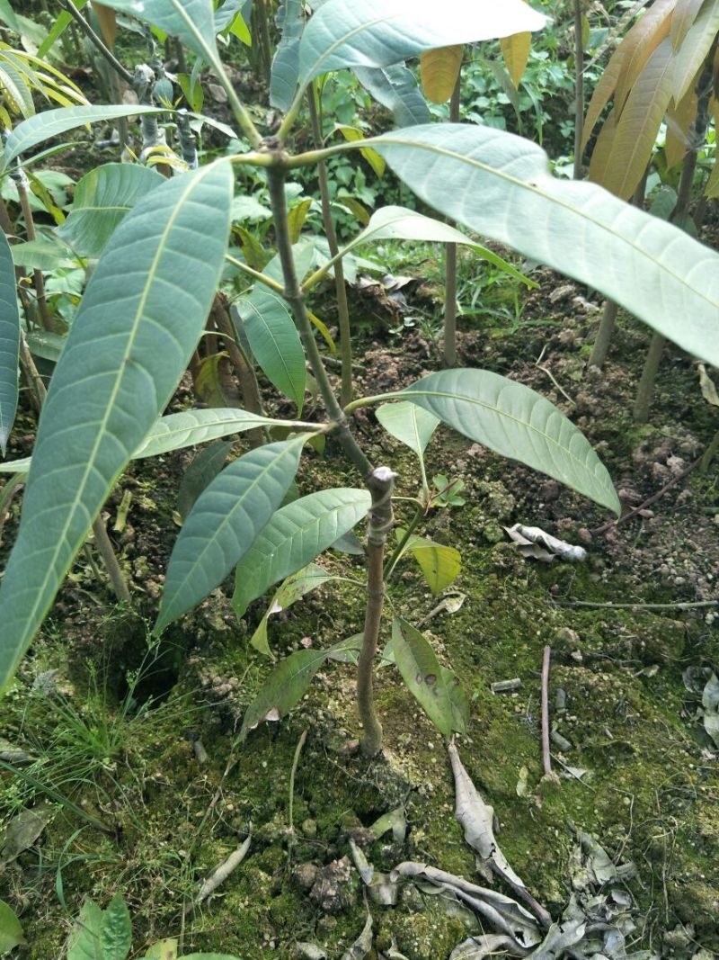 金煌芒树苗1m以下