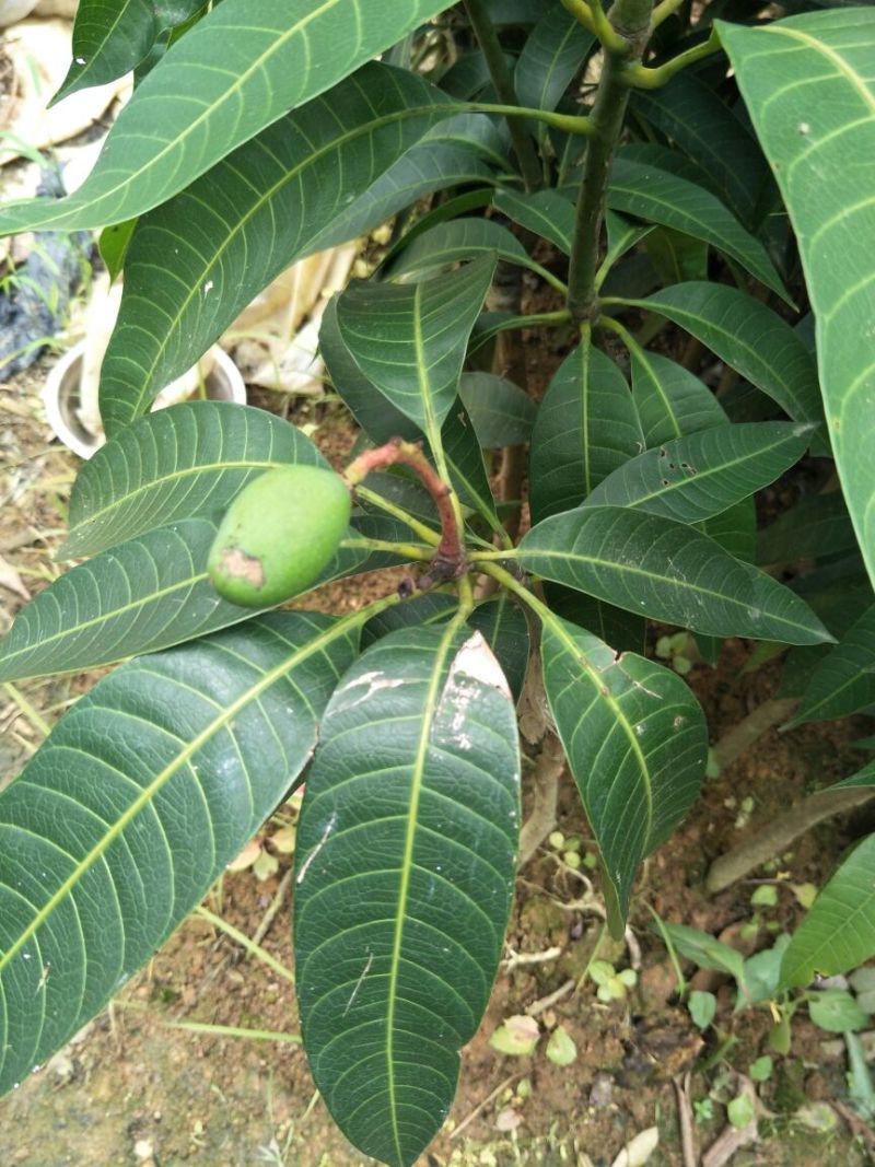 金煌芒树苗1m以下