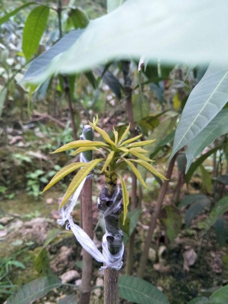 金煌芒树苗1m以下