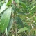 金煌芒树苗1m以下