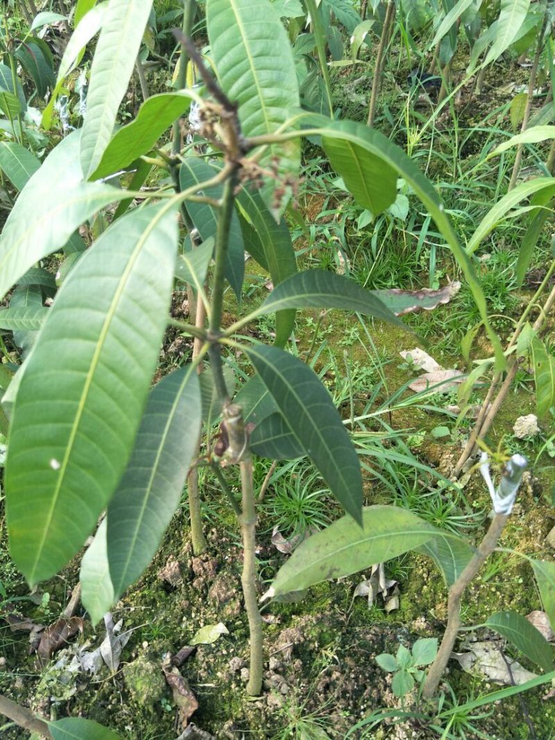 金煌芒树苗1m以下