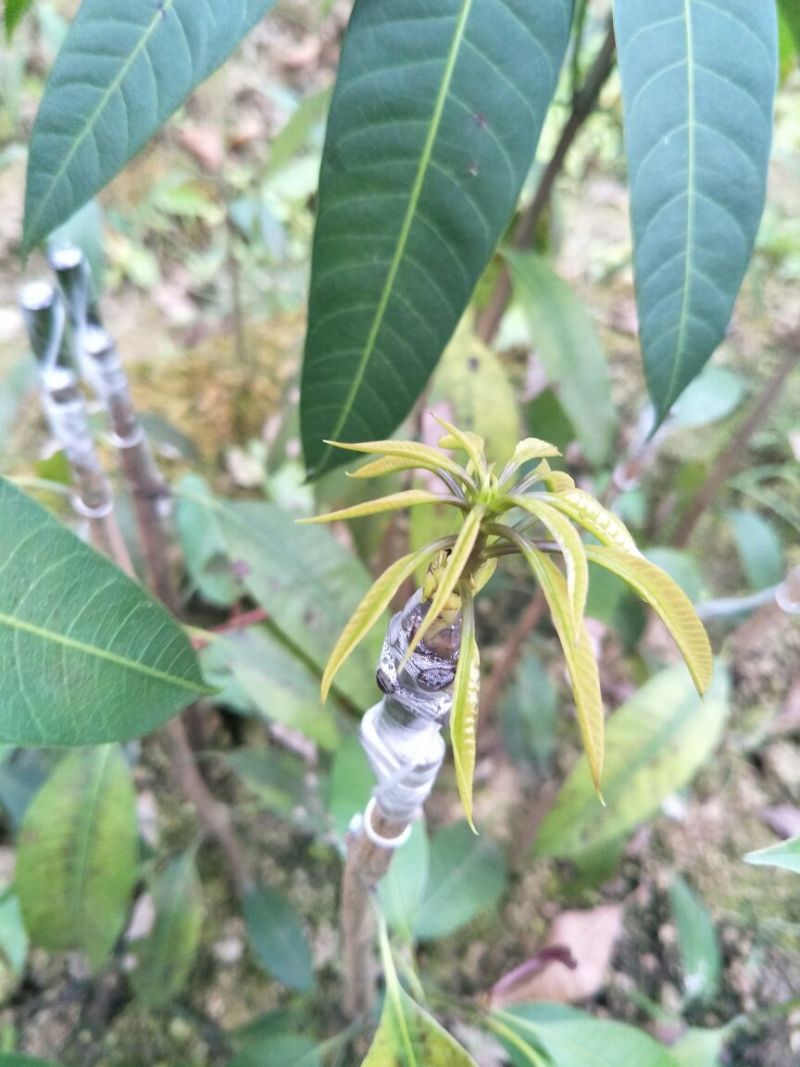 金煌芒树苗1m以下