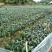 金煌芒树苗1m以下