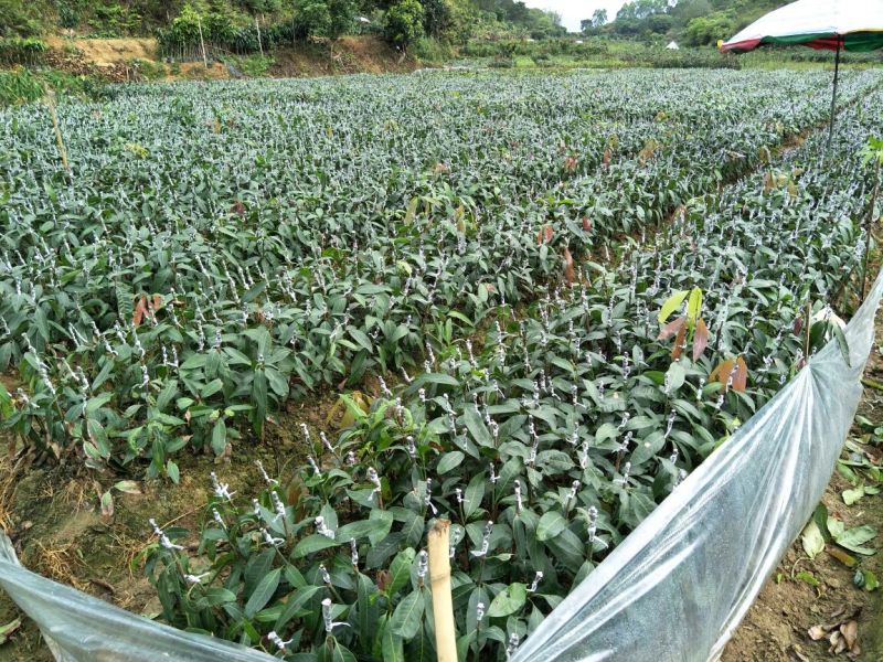 金煌芒树苗1m以下