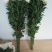 菊花鲜切花50~80cm