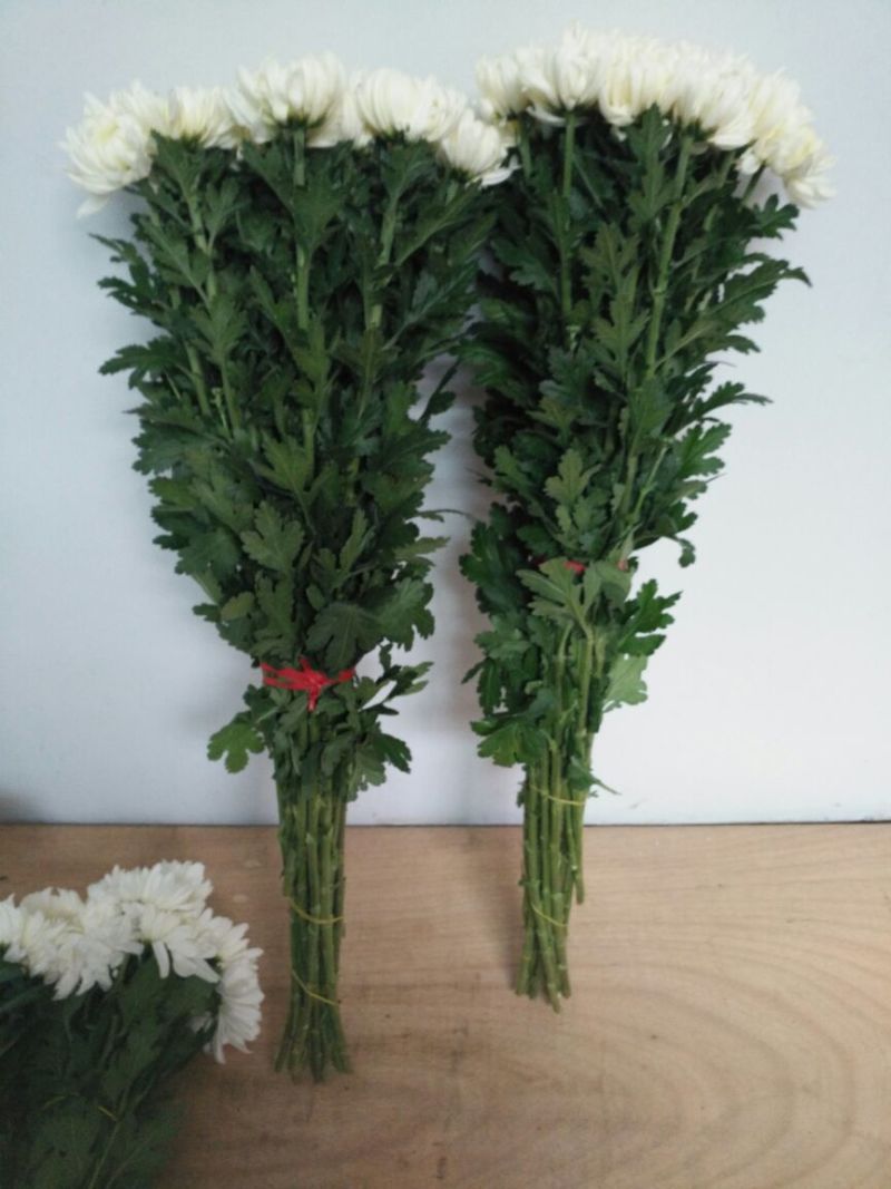 菊花鲜切花50~80cm