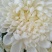 菊花鲜切花50~80cm