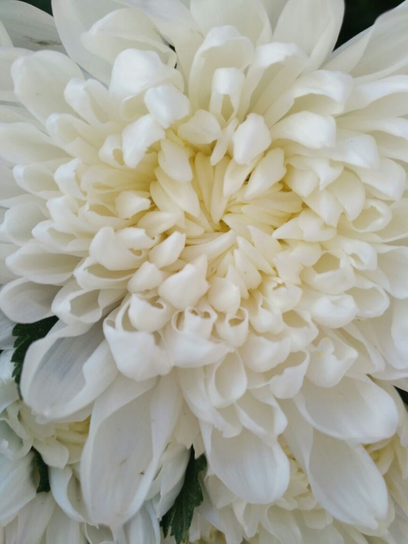 菊花鲜切花50~80cm