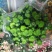 菊花鲜切花50~80cm