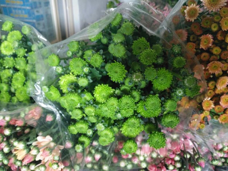 菊花鲜切花50~80cm
