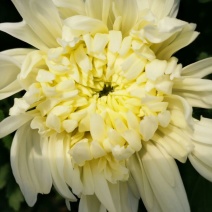 菊花鲜切花50~80cm