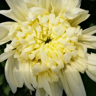 菊花鲜切花50~80cm