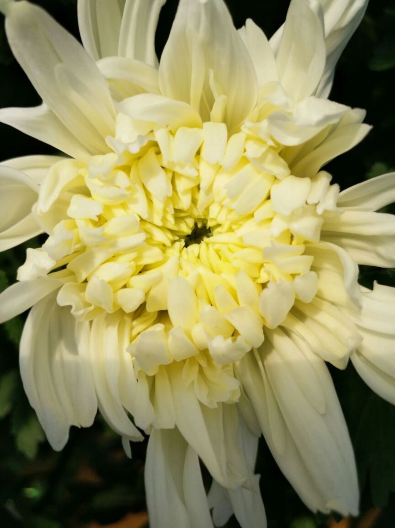 菊花鲜切花50~80cm