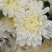 菊花鲜切花50~80cm