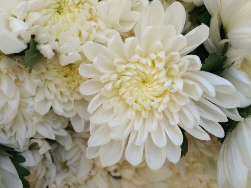 菊花鲜切花50~80cm