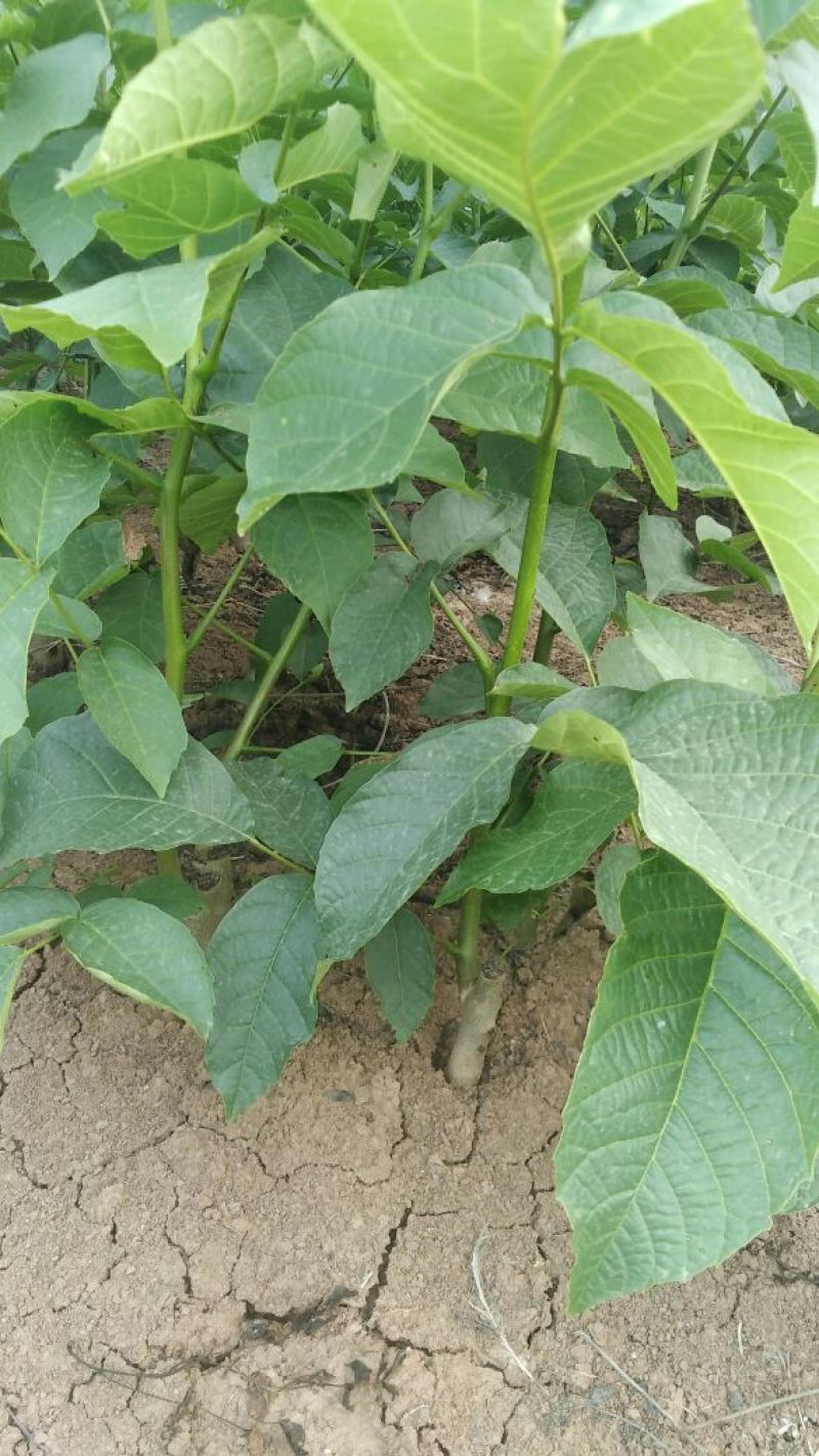 香玲核桃苗二年苗50~100cm