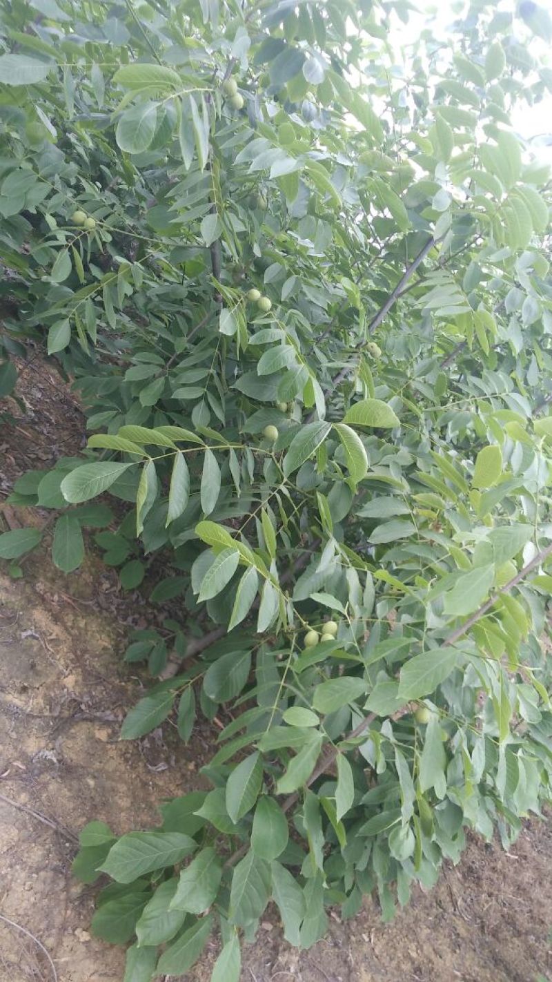 香玲核桃苗二年苗50~100cm