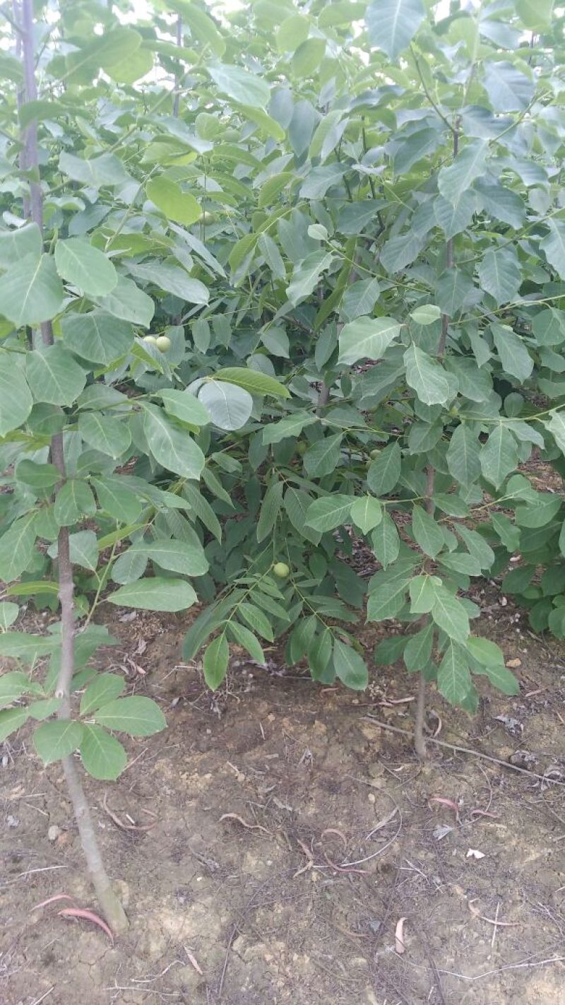 香玲核桃苗二年苗50~100cm
