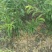 香玲核桃苗二年苗50~100cm