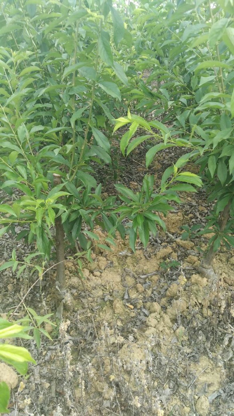 香玲核桃苗二年苗50~100cm