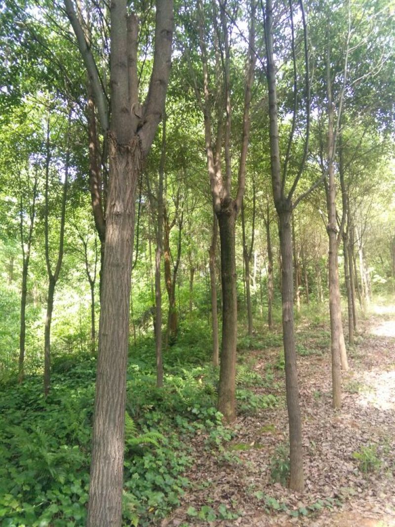 香樟14~16cm14~16cm4米以上