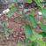 红皮释迦番荔枝树苗两年苗0.5～1米