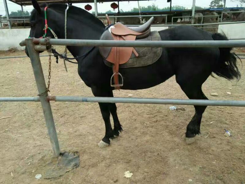 矮马100~200kg