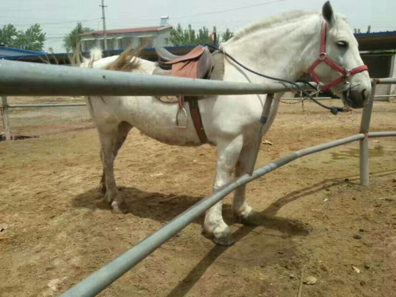 矮马300~400kg