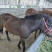 矮马100~200kg