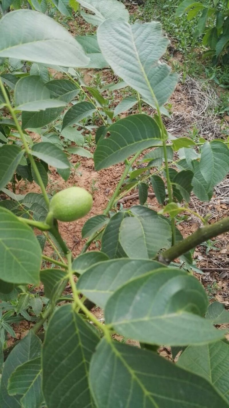 清香核桃苗一年苗50~100cm