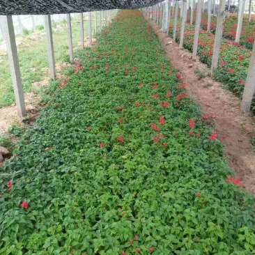一串红种苗20~基地直发价格美丽诚信合作欢迎来电