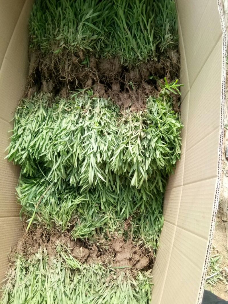 薰衣草种苗基地直发价格美丽诚信合作欢迎来电