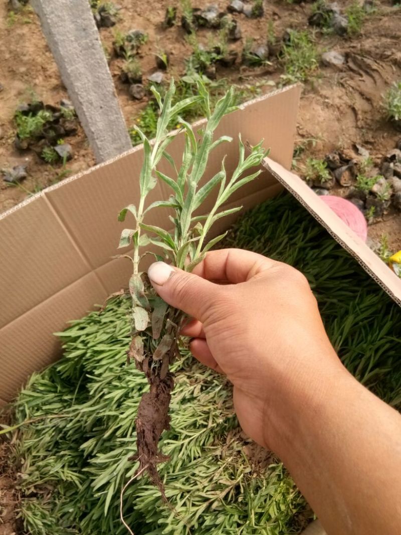 薰衣草种苗基地直发价格美丽诚信合作欢迎来电