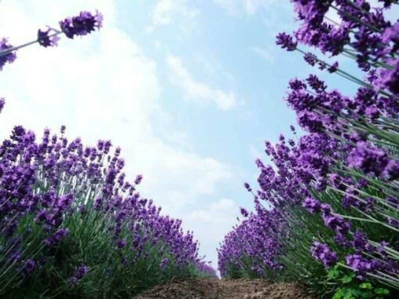 薰衣草种苗基地直发价格美丽诚信合作欢迎来电