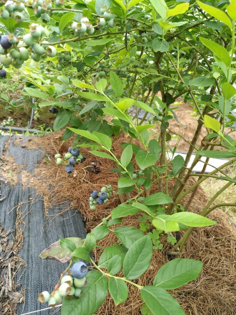 南高丛蓝莓奥尼尔14--16mm以上，粒大粉厚甜