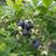 南高丛蓝莓奥尼尔14--16mm以上，粒大粉厚甜