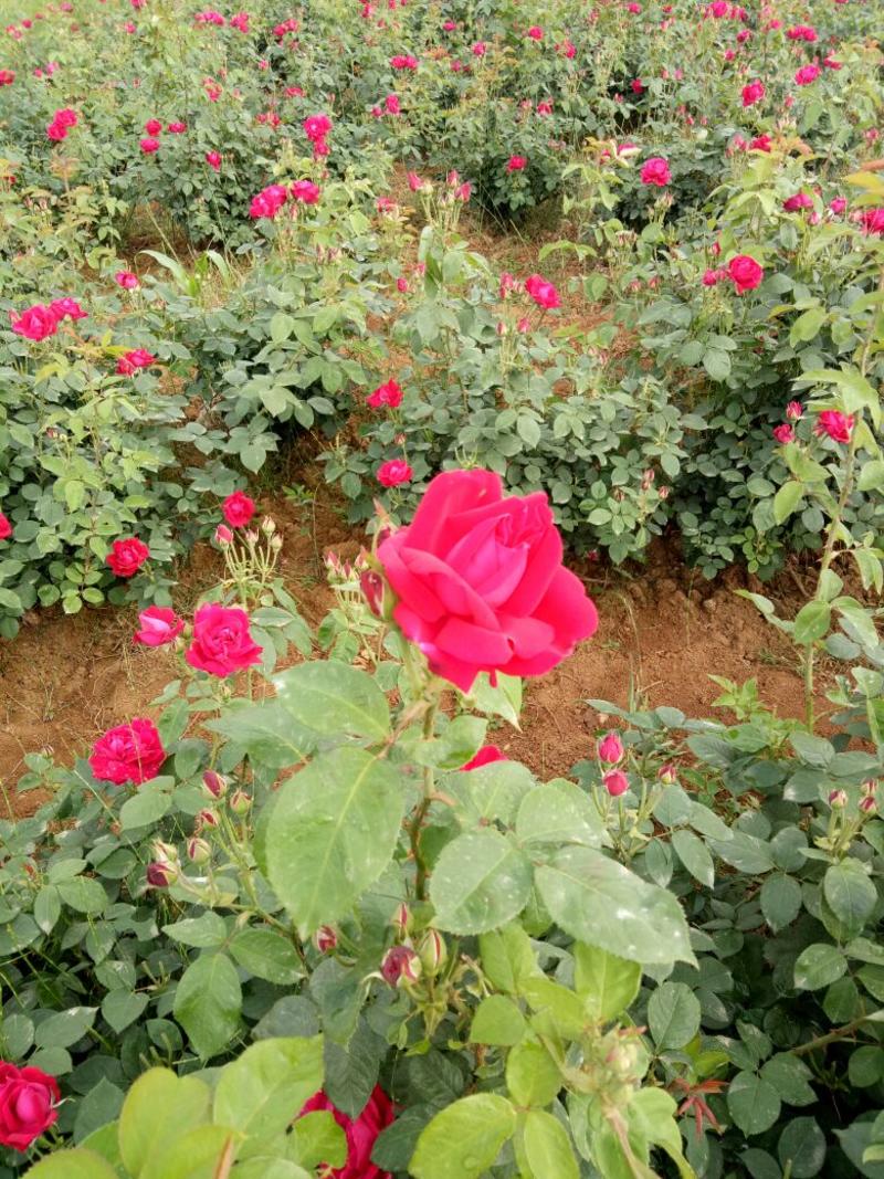 【产地供货】食用玫瑰苗10~20cm，品种纯正可发全国